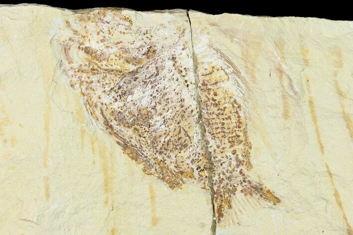 Bargain, Cretaceous Fossil Fish (Ctenothrissa) - Lebanon #162816